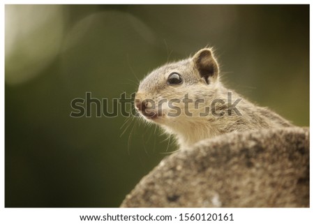 Indian palm squirrel [Scientific name: Funambulus palmarum]