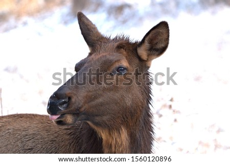 Close up of a cow elk with a white background