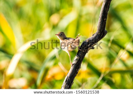 Buitron bird perched on a branch