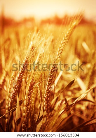Yellow wheat field background, warn sunset light, soft focus, autumnal nature, bread production, farmland, dry rye stems, harvesting concept  
