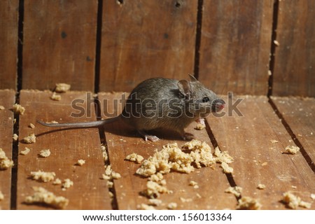 House mouse, Mus musculus, Midlands, UK Royalty-Free Stock Photo #156013364