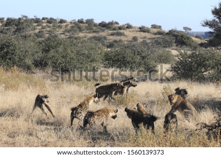 hyenas want to steal the lion's food