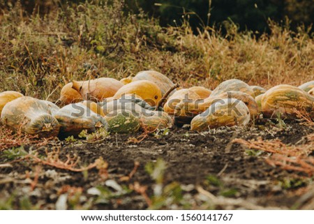 Pumpkins are laid out in the garden, ready for harvest. Autumn pumpkin patch