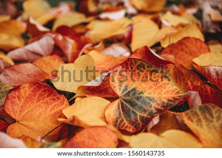 Autumn leaves close up.Tricolor autumn leaf.  Colored autumn leaves. Red, orange, and yellow colors. Autumn maple leaves closeup. Multicolor maple leaves. 