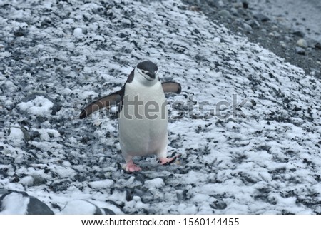 Penguins in the Antarctic. A colony of penguins in the snow.