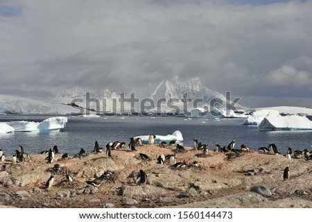Penguins in the Antarctic. A colony of penguins in the snow.