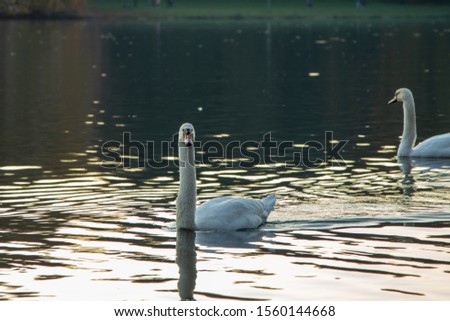 white swan swimming in a lake at sunset