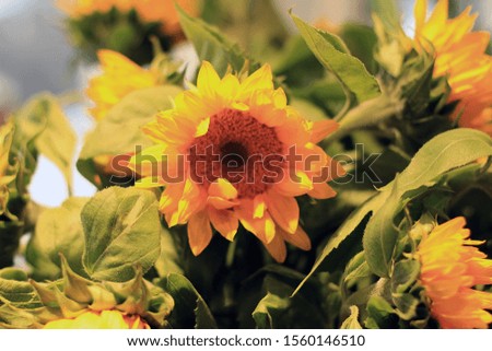 Beautiful and Fresh Bunch of Sun Flower with Shades