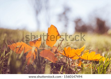 Autumn yellow leaves fallen on the grass.  Nature backgrounds