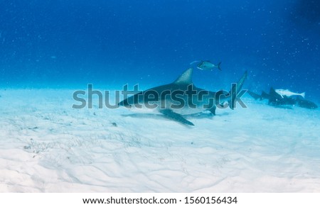 Picture shows a Bull shark at the Bahamas