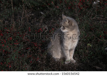 Wild cat hunts in the garden among cotoneaster