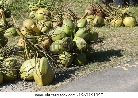raw green coconuts on the ground
