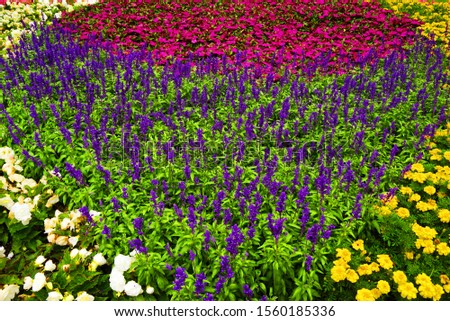 Abstract image of summer flowers background