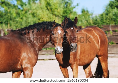 Two bay horses are friends and walk together. Group portrait of beautiful sport horses