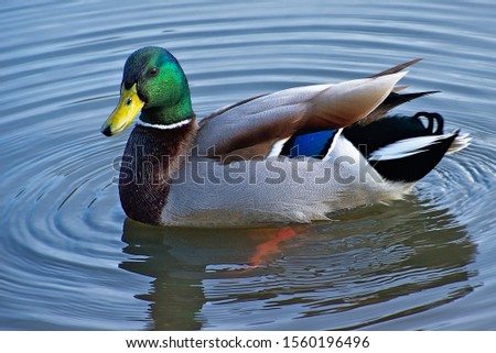 Male Mallard duck in the water Royalty-Free Stock Photo #1560196496
