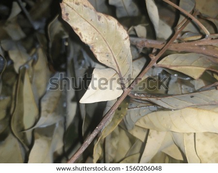 dried longan leaves dark brown