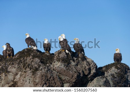 Bald Eagles in Kachemak bay near Homer, Alaska
