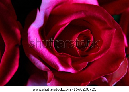A very romantic fresh Red Rose shot very close up and personal. beautiful velvet deep red flowers of romance and passion are roses in macro imagery, blooming, colourful and bright.