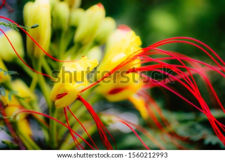Closeup of colorful flower blooming in summer
