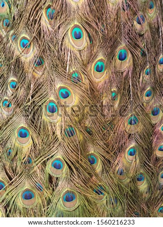 Close up Peacock feather pattern background.