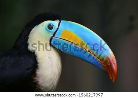 portrait of a rainbow-billed toucan, ramphastos sulfuratus