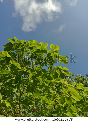 background,beautiful sky,nice view and grren leaf