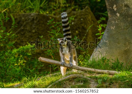 Ring-tailed lemur (Lemur catta) propping itself up on a big stick with its long tail held straight up. Lemurs are primates native to Madagascar an island east of Africa. Photographed in a zoo.