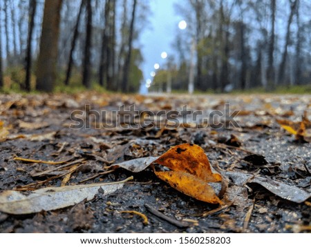 Autumn foliage on a lighted road