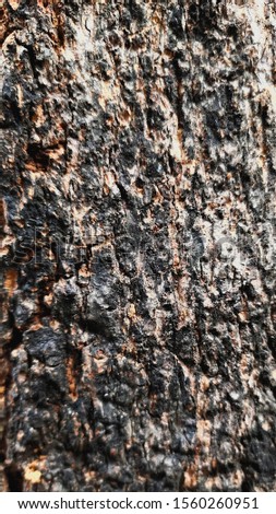 detailed abstract texture of unique tree bark