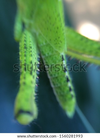 A picture of a locust insect on a leaf