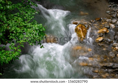 River flowing through forest area