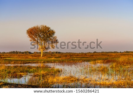 Sunset view of the wetlands of San Luis National Wildlife Refuge, Merced County, California Royalty-Free Stock Photo #1560286421
