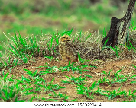 The Burrowing Owl, also called Field Caburet, Beach Owl, Field Owl, Miner , is called the "Burrowing Owl" for living in holes dug in the soil.