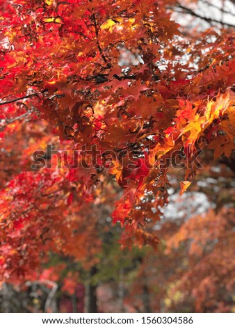 Picture of the beautiful Nami Island in Seoul, Korea during Fall season.