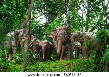 wild elephants in the jungle of Thailand