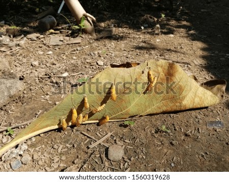 The Larvae of insects trapped under the leaves
