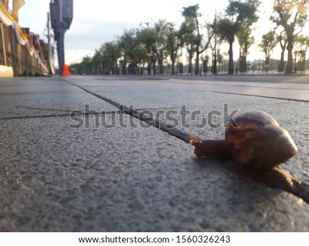 little animals fighting in city,the snail is walking forward on the footpath,Endeavor to reach destination