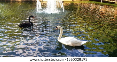 Beautiful Two swans black and white on river or lake with reflection and fountain background. Couple love of animal and wildlife