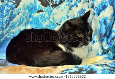 beautiful black with white cat on a blue background