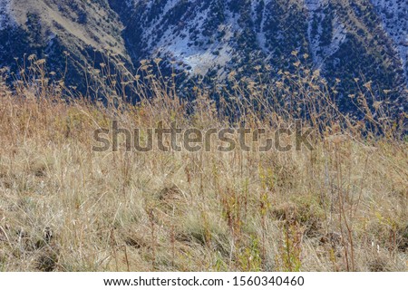 Scenic landscape with yellow dry grass and snow-capped mountain tops in the background. National park of Kyrgyzstan. Nice view. Soft focus. Selective focus.