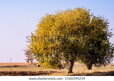 Fremont's cottonwood (Populus fremontii) tree with gold and orange fall foliage growing; Merced County, Central California Royalty-Free Stock Photo #1560344234