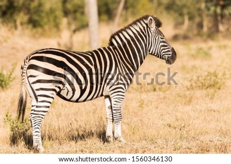 A closeup shot of a beautiful wild zebra standing on dry grass - perfect for an article about safari