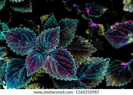 Tropical leaves texture,Abstract nature leaf green texture background,picture can used wallpaper desktop