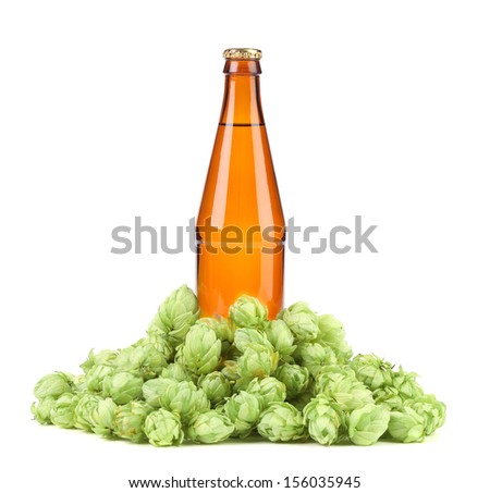 Beer botlle and green hop. Isolated on a white background.