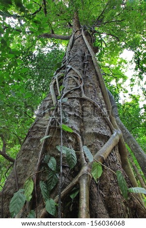 vertical photo of an old tree in a green forest 