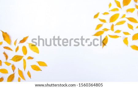 Yellow dry leaves on white background. Top view of autumn composition, fall and thanksgiving concept. Copy space for text. Flat lay style.