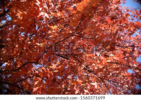 Red Fall Tree and Blue Sky