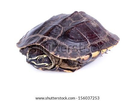 Snail-eating turtle on white background