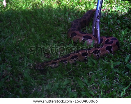 Python found in back yard