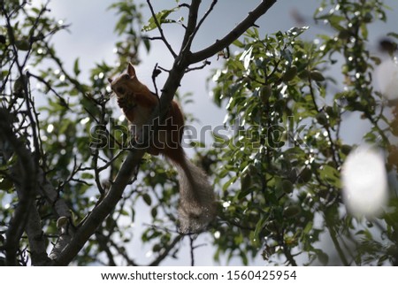 Wild squirrel on the tree eating almonds